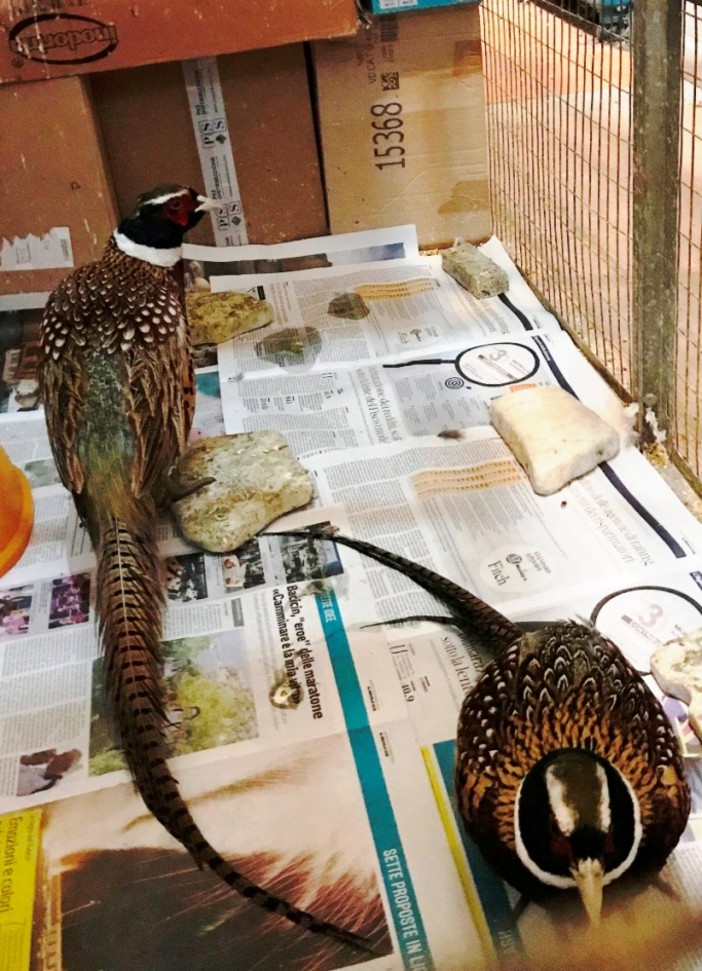 L'indignazione dell'ENPA: "Maltempo micidiale e regione sorda"