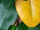 Foglie gialle nelle piante: che cosa significano?