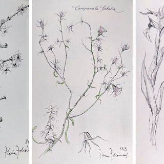 Savona, omaggio a Flavia Folco: mostra botanica alla Storia Patria