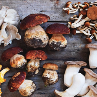 "Funghi e rischi per la salute: l’importanza del micologo", appuntamento a Giustenice il 17 ottobre "Funghi e rischi per la salute: l’importanza del micologo", appuntamento a Giustenice il 17 ottobre