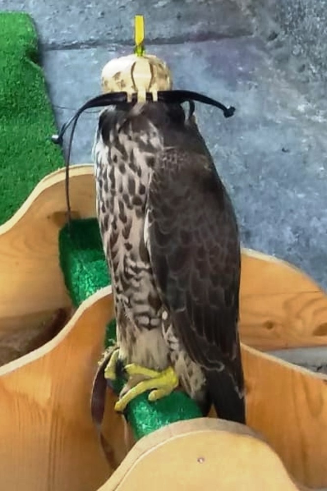 Manifestazioni storiche con spettacoli con i rapaci, l'Enpa di Savona insorge Manifestazioni storiche con spettacoli con i rapaci, l'Enpa di Savona insorge