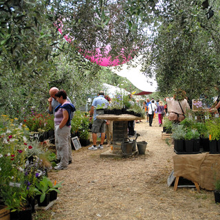 Andora: sabato "Festa delle Erbe Aromatiche"