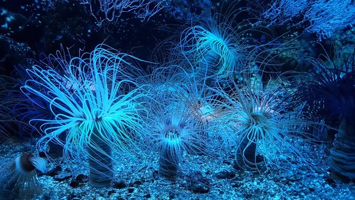 Perché immergersi? Tutti i motivi per praticare diving Perché immergersi? Tutti i motivi per praticare diving