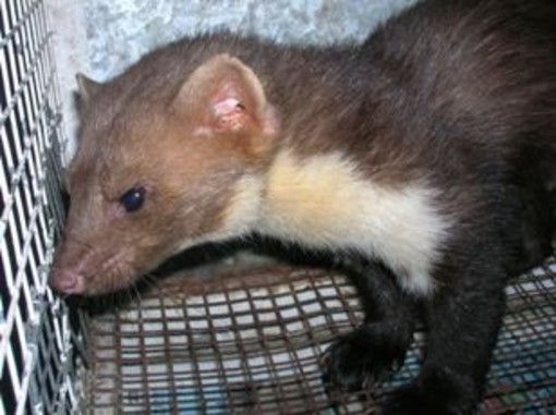 Soccorsa una faina investita ad Alpicella