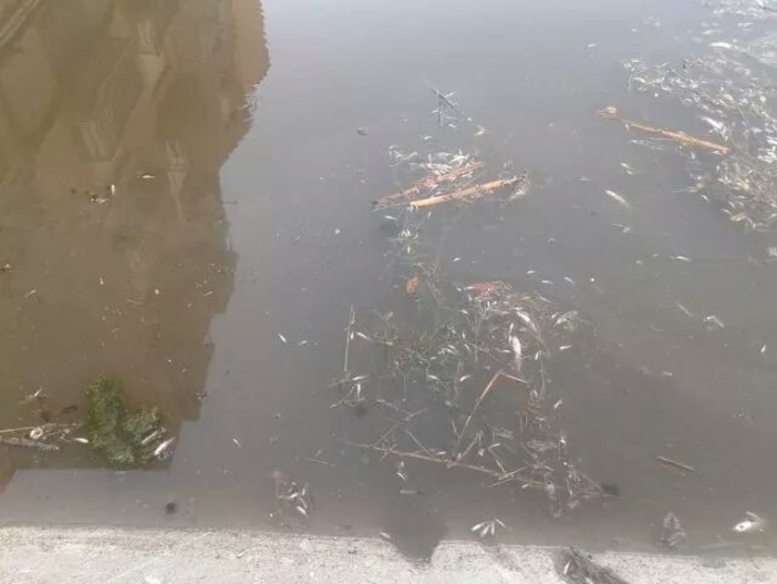 Finale, il sindaco Frascherelli replica a PerFinale: "L'acqua di molitura olive non è pericolosa"