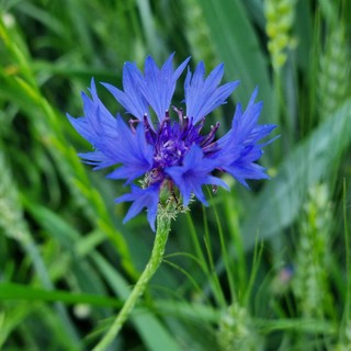 La magia, l’eleganza e il blu del Fiordaliso che regala bellezza alle campagne e agli occhi