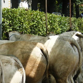 Anche per l’edizione 2014 l’Antica Fiera del Bestiame di Carcare ha ricevuto il patrocinio del Ministero delle Politiche Agricole e Forestali