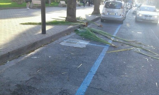 Vento e punteruolo rosso: Pietra Ligure mette in sicurezza le palme malate