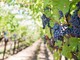Ais e Regione Liguria: puntare sul comparto vitivinicolo per valorizzare il territorio. Firmata la convenzione
