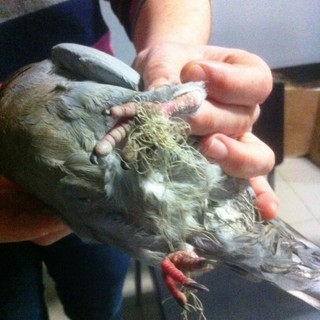 Legino: lenze e ami pericolosi per i volatili