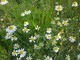 In foto fiori di camomilla
