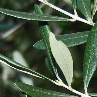 Un ulivo per ricordare i savonesi deceduti per il Covid: lo propone Destra Sociale