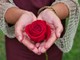 Un fiore in ricordo delle mamme che non ci sono più