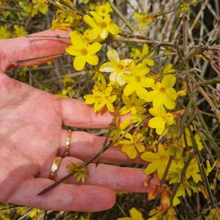 Ciao inverno, benvenuta primavera! Viole, magnolie, forsizia… finalmente è tutto un fiore