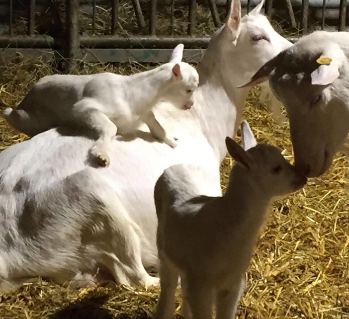 Formaggetta di Stella, un’eccellenza savonese vicina alla ripartenza