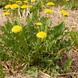 Finale Ligure: natura da mangiare. Alla riscoperta delle erbe selvatiche commestibili