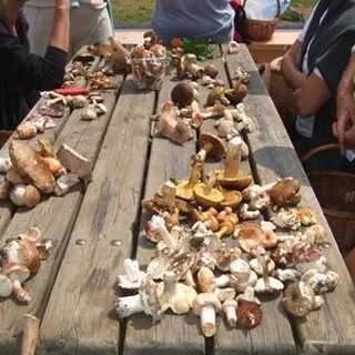 Raccolta funghi in Liguria, De Paoli (Lega): "Proprietà privata va difesa e rispettata"