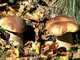Giubbotti rifrangenti per i cercatori di funghi, i Verdi: "La proposta di Vaccarezza lascia molto perplessi" Giubbotti rifrangenti per i cercatori di funghi, i Verdi: "La proposta di Vaccarezza lascia molto perplessi"