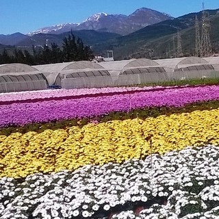 Coldiretti Savona a Myplant&amp;Garden: il valore del florovivaismo della Piana di Albenga