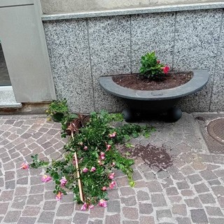 Botta e risposta sulle fioriere del centro storico, "Cairo in Comune": "Sradicati i fiori acquistati dai commercianti"; il sindaco: "Erano degradate"