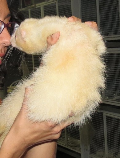 Savona, giovane emigrante per lavoro cerca con l'Enpa una nuova casa per il suo furetto