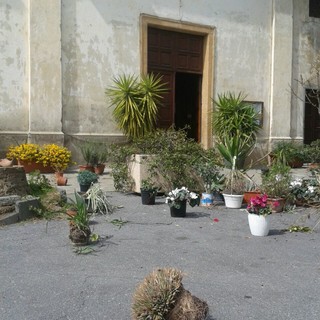 Bastia d'Albenga: "ladri" rubano decine di piante, ma si tratta di un'antica tradizione Bastia d'Albenga: "ladri" rubano decine di piante, ma si tratta di un'antica tradizione