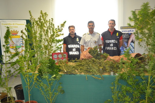 Quiliano, blitz della Guardia di Finanza: scoperta piantagione di marijuana nascosta tra la vegetazione (FOTO) Quiliano, blitz della Guardia di Finanza: scoperta piantagione di marijuana nascosta tra la vegetazione (FOTO)