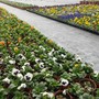 Fiori eduli, IVA al 4% per begonie e nasturzi: risultato importante per Coldiretti Savona Fiori eduli, IVA al 4% per begonie e nasturzi: risultato importante per Coldiretti Savona