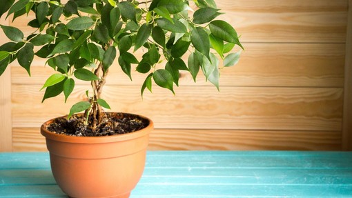 Come prendersi cura di un Ficus?