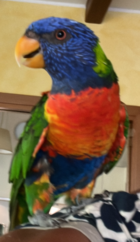 Savona, trovato un pappagallo Lori Arcobaleno in zona Villetta