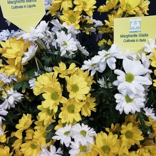 Floricoltura: in manovra due misure per salvaguardare e valorizzare il verde cento per cento "made in Liguria" Floricoltura: in manovra due misure per salvaguardare e valorizzare il verde cento per cento "made in Liguria"