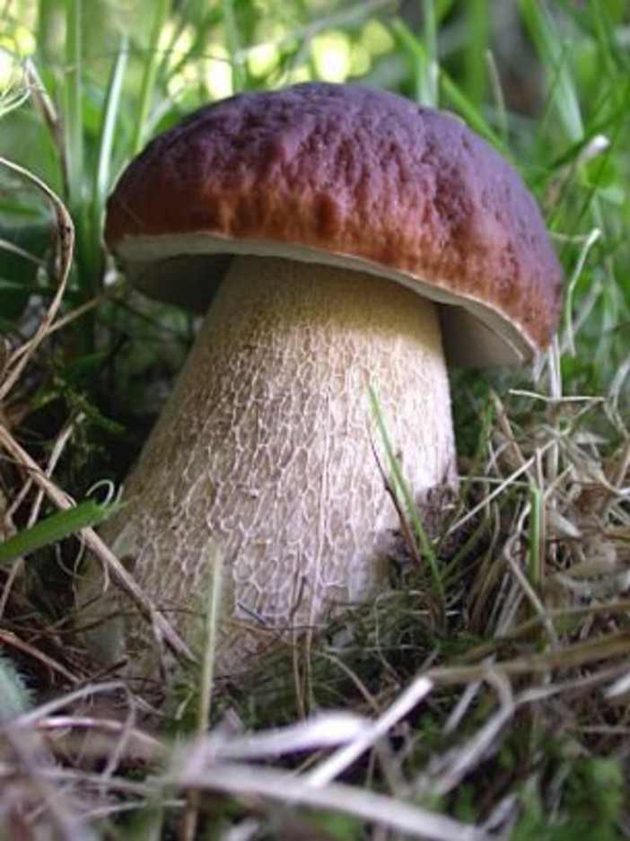 Bardineto XXXI Festa nazionale del Fungo d'oro