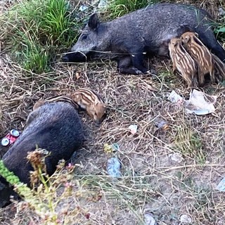 Osservatorio Savonese animalista: "Catture ed uccisioni di cinghiali sono sono inutili