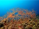Isola della Gallinara: al via alle visite subacquee