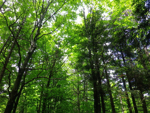 Giornata Internazionale delle Foreste, Savona la provincia più boscata della Liguria, la regione più boscosa d'Italia