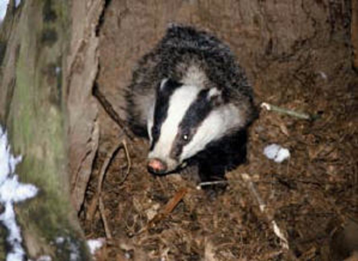 L'Enpa: "ora una pena esemplare" L'Enpa: "ora una pena esemplare"