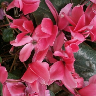 Ciclamini per sostenere la prevenzione oncologica ANT Ciclamini per sostenere la prevenzione oncologica ANT