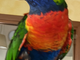 Savona, trovato un pappagallo Lori Arcobaleno in zona Villetta