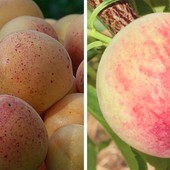 Alla scoperta dei frutti antichi del savonese: dall’albicocca di Valleggia alla pesca Michelini