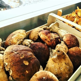 Albenga: all’Hosteria del Viale venerdì 16 settembre un menu a tutto fungo dall'antipasto al dessert