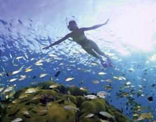 Un appello dell'Enpa: fauna costiera perseguitata a Savona Un appello dell'Enpa: fauna costiera perseguitata a Savona