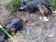 Osservatorio Savonese animalista: "Catture ed uccisioni di cinghiali sono sono inutili