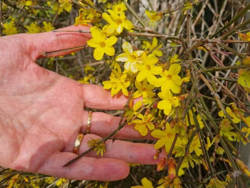 Ciao inverno, benvenuta primavera! Viole, magnolie, forsizia… finalmente è tutto un fiore