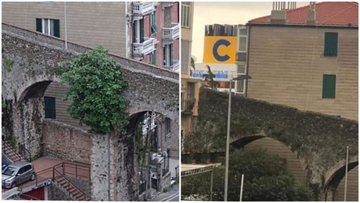 Savona, albero rischia di creare danni al ponte di via Ottaviano: rimosso dal comune (FOTO)