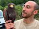 Falco in fuga a Cairo Montenotte, le segnalazioni social e l’intervento di un falconiere Falco in fuga a Cairo Montenotte, le segnalazioni social e l’intervento di un falconiere