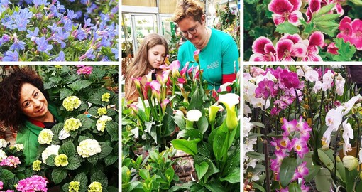 Sboccia la primavera alla Floricoltura Vivai Michelini di Borghetto S. Spirito: un mondo di fiori, piante e colori