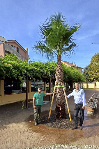 Albisola, una nuova palma nella piazza della Residenza: torna il simbolo del quartiere Albisola, una nuova palma nella piazza della Residenza: torna il simbolo del quartiere