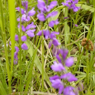 "Loano non solo mare": domani passeggiata sul monte Dubasso