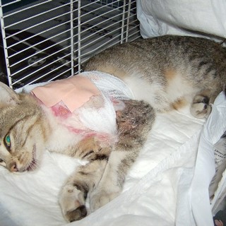 Foto comunicato stampa