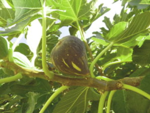 Savona, un incontro dal titolo: "Fichi, storie di dimenticati “frutti” biologici" Savona, un incontro dal titolo: "Fichi, storie di dimenticati “frutti” biologici"